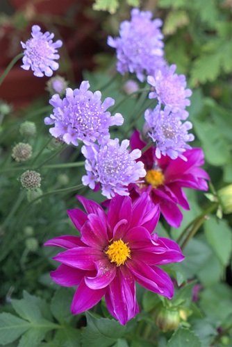 mosaic collection image