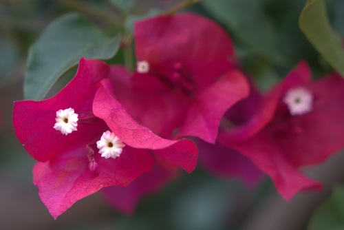 mosaic collection image