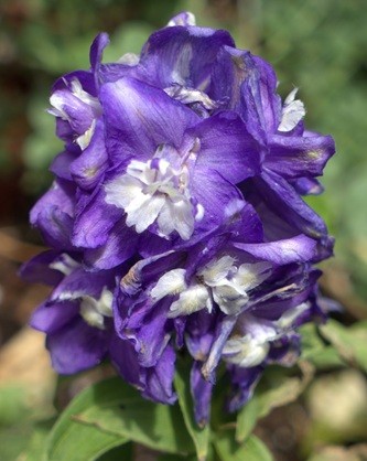 mosaic collection image