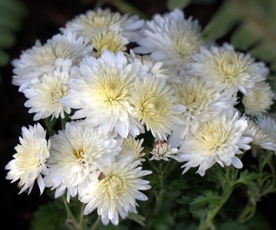 mosaic collection image