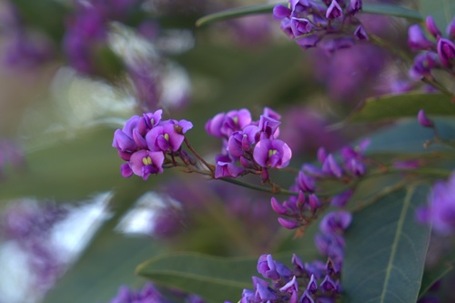 mosaic collection image