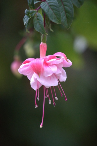 mosaic collection image