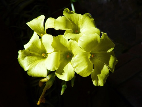 mosaic collection image