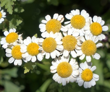 mosaic collection image