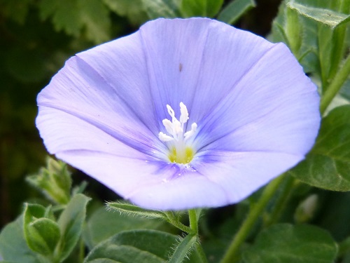 mosaic collection image