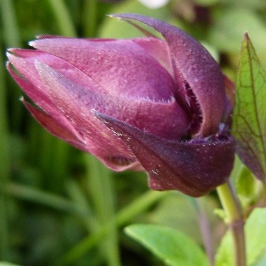 mosaic collection image