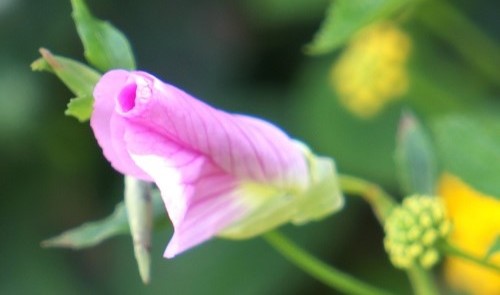 mosaic collection image