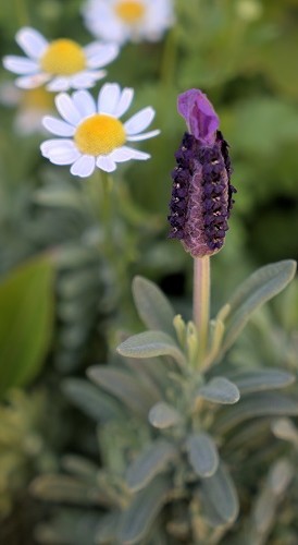 mosaic collection image