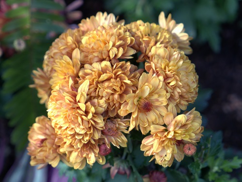 mosaic collection image