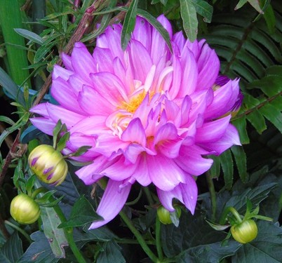 mosaic collection image