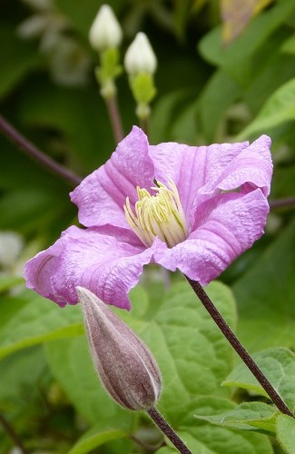 mosaic collection image