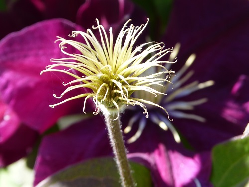 mosaic collection image