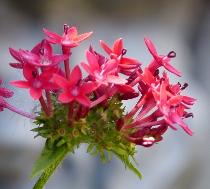 mosaic collection image