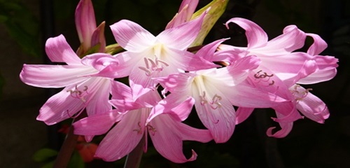 mosaic collection image