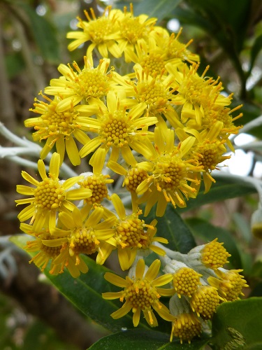 mosaic collection image