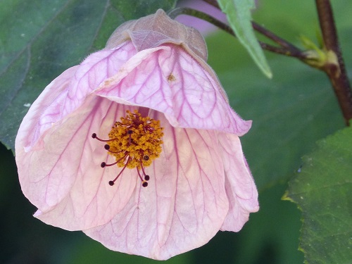 mosaic collection image