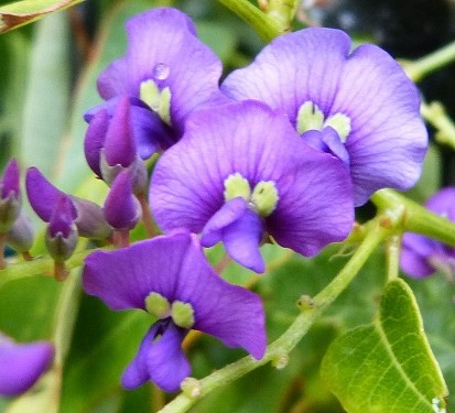 mosaic collection image