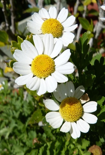 mosaic collection image