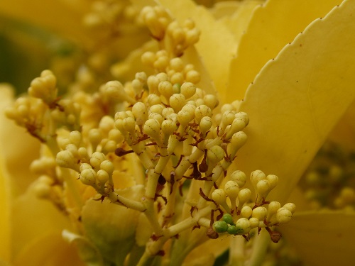 mosaic collection image