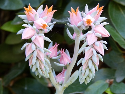 mosaic collection image