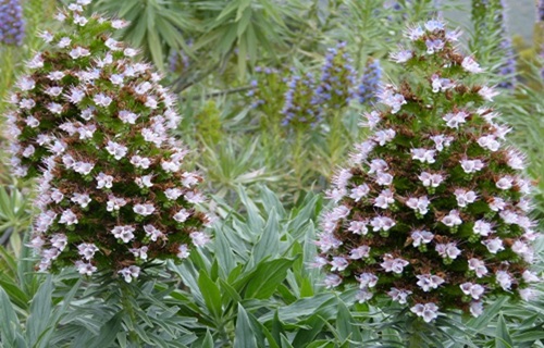 mosaic collection image