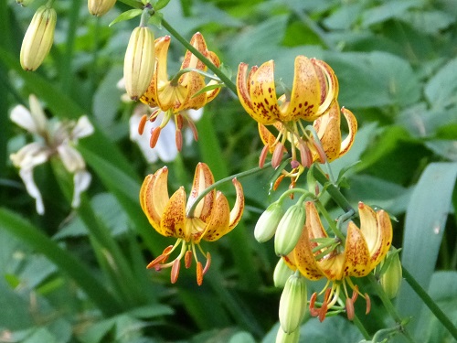 mosaic collection image