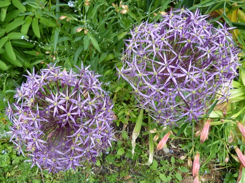 mosaic collection image