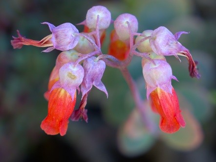 mosaic collection image