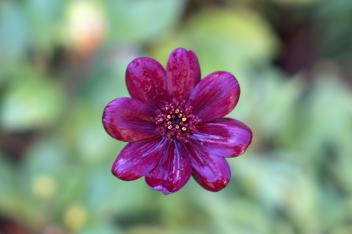 mosaic collection image