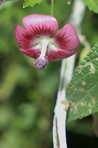 mosaic collection image