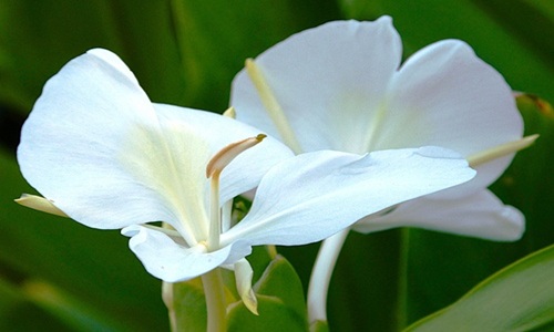 mosaic collection image