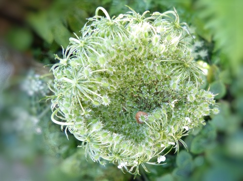 mosaic collection image