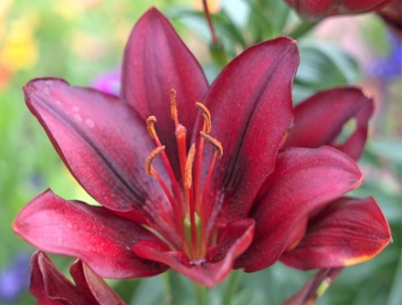 mosaic collection image