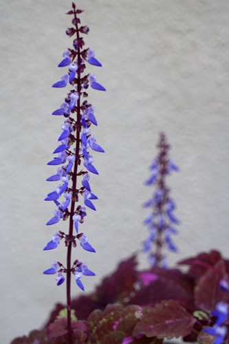 mosaic collection image