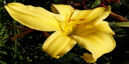 mosaic collection image