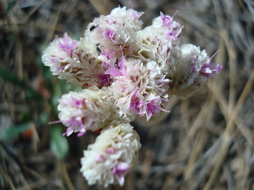 mosaic collection image