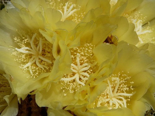 mosaic collection image