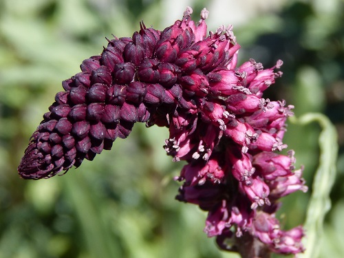 mosaic collection image