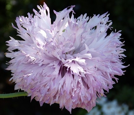 mosaic collection image