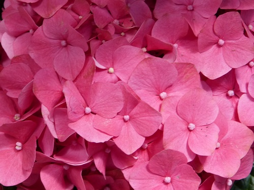 mosaic collection image