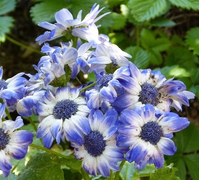 mosaic collection image