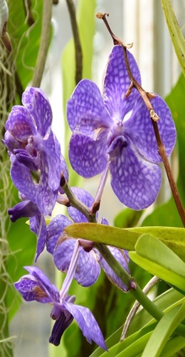 mosaic collection image