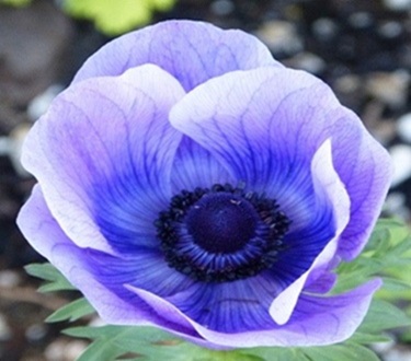 mosaic collection image