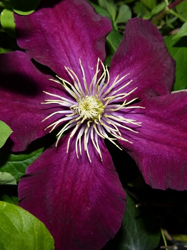 mosaic collection image