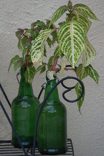 mosaic collection image