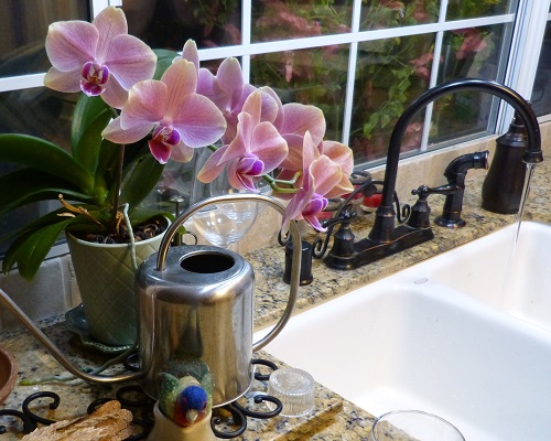 mosaic collection image