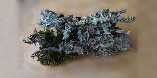 mosaic collection image