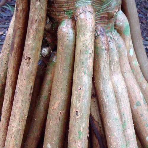 mosaic collection image