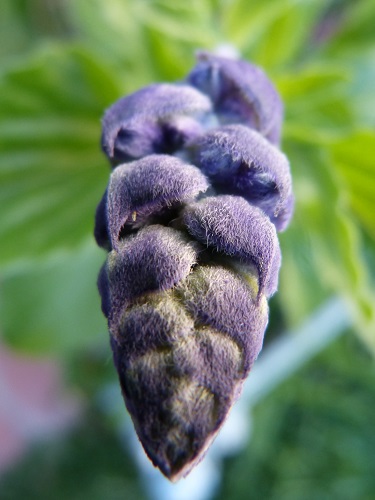 mosaic collection image