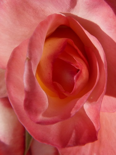 mosaic collection image